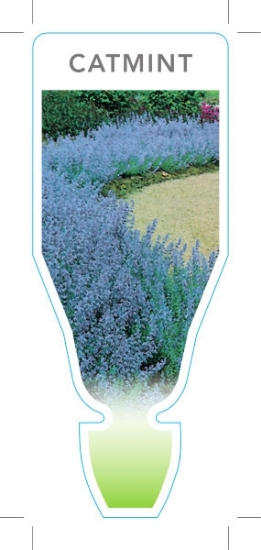 Picture of NEPETA FAASSENII CATMINT                                                                                                                              