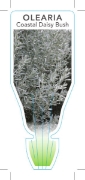 Picture of OLEARIA AXILLARIS COASTAL DAISY BUSH                                                                                                                  