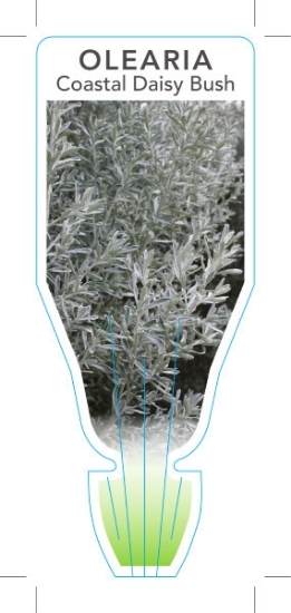 Picture of OLEARIA AXILLARIS COASTAL DAISY BUSH                                                                                                                  