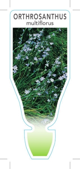 Picture of ORTHROSANTHUS MULTIFLORUS                                                                                                                             