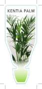 Picture of PALM HOWEA FORSTERIANA KENTIA PALM                                                                                                                    