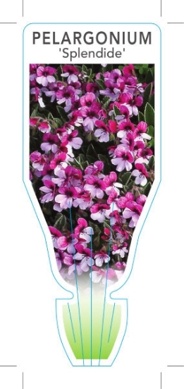 Picture of PELARGONIUM TRICOLOR SPLENDIDE                                                                                                                        