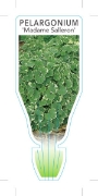 Picture of PELARGONIUM MADAME SALLERON                                                                                                                           