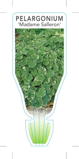 Picture of PELARGONIUM MADAME SALLERON                                                                                                                           
