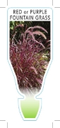 Picture of PENNISETUM ADVENA RUBRUM RED FOUNTAIN GRASS                                                                                                           
