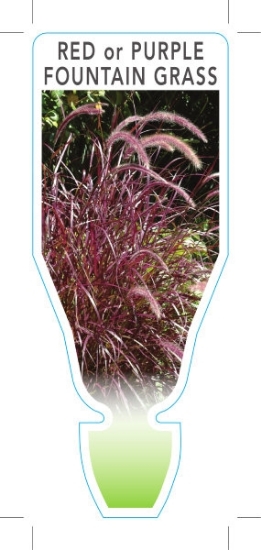 Picture of PENNISETUM ADVENA RUBRUM RED FOUNTAIN GRASS                                                                                                           