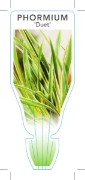 Picture of PHORMIUM DUET                                                                                                                                         