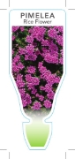 Picture of PIMELEA FERRUGINEA                                                                                                                                    