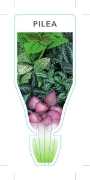 Picture of **HOUSEPLANT PILEA - MIXED PICTURE (UNNAMED VARIETY)                                                                                                  