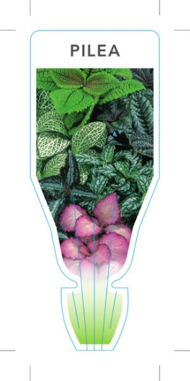 Picture of **HOUSEPLANT PILEA - MIXED PICTURE (UNNAMED VARIETY)                                                                                                  