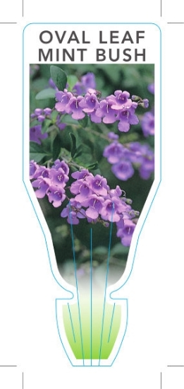 Picture of PROSTANTHERA OVALIFOLIA                                                                                                                               