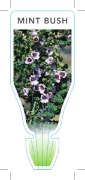 Picture of PROSTANTHERA RHOMBEA MINT BUSH                                                                                                                        