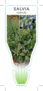 Picture of SALVIA CAERULA                                                                                                                                        