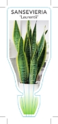Picture of **SUCCULENT SANSEVIERIA TRIFASCIATA LAURENTII SNAKE PLANT                                                                                             