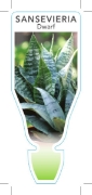 Picture of SUCCULENT SANSEVIERIA TRIFASCIATA HAHNII DWARF SANSEVIERIA                                                                                            