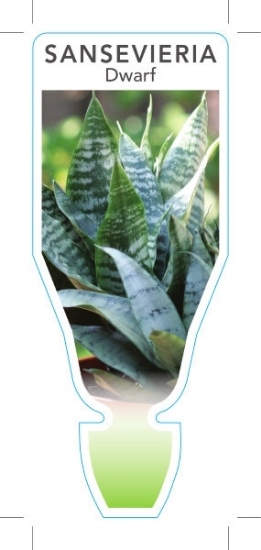 Picture of SUCCULENT SANSEVIERIA TRIFASCIATA HAHNII DWARF SANSEVIERIA                                                                                            