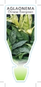 Picture of HOUSEPLANT AGLAONEMA CHINESE EVERGREEN                                                                                                                