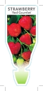 Picture of FRUIT STRAWBERRY RED GAUNTLET (Fragaria ananassa)                                                                                                     