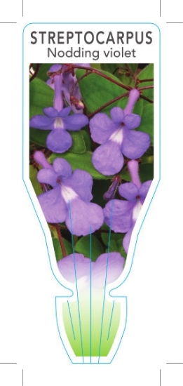 Picture of STREPTOCARPUS CAULESCENS NODDING VIOLET                                                                                                               