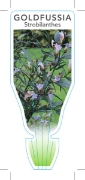 Picture of STROBILANTHES ANISOPHYLLUS GOLDFUSSIA                                                                                                                 