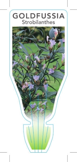 Picture of STROBILANTHES ANISOPHYLLUS GOLDFUSSIA                                                                                                                 