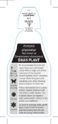 Picture of HOUSEPLANT ASCLEPIAS PHYSOCARPA SWAN PLANT                                                                                                            