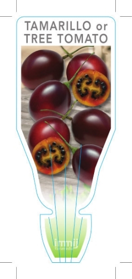 Picture of FRUIT TAMARILLO TREE TOMATO                                                                                                                           