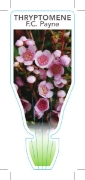 Picture of THRYPTOMENE SAXICOLA F C PAYNE                                                                                                                        
