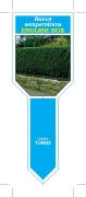 Picture of BUXUS SEMPERVIRENS ENGLISH BOX (Ministik)                                                                                                             