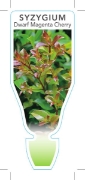 Picture of SYZYGIUM PANICULATUM DWARF MAGENTA CHERRY                                                                                                             