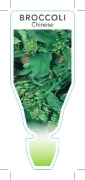 Picture of VEGETABLE BROCCOLI CHINESE (Brassica oleracea var Alboglabra)                                                                                         