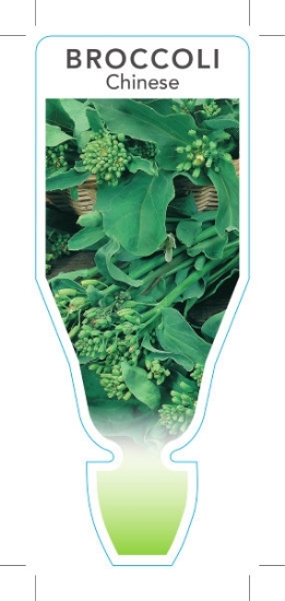 Picture of VEGETABLE BROCCOLI CHINESE (Brassica oleracea var Alboglabra)                                                                                         