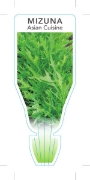 Picture of VEGETABLE MIZUNA (Brassica rapa var. Japonica)                                                                                                        