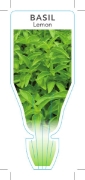 Picture of HERB BASIL LEMON (Ocimum americanum)                                                                                                                  