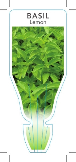 Picture of HERB BASIL LEMON (Ocimum americanum)                                                                                                                  