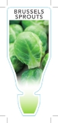 Picture of **VEGETABLE BRUSSELS SPROUTS  (Brassica oleracea var Gemmifera)                                                                                       