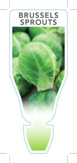 Picture of **VEGETABLE BRUSSELS SPROUTS  (Brassica oleracea var Gemmifera)                                                                                       