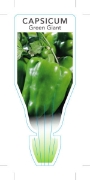 Picture of VEGETABLE CAPSICUM GREEN GIANT (Capsicum annuum)                                                                                                      