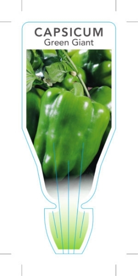 Picture of VEGETABLE CAPSICUM GREEN GIANT (Capsicum annuum)                                                                                                      
