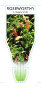 Picture of EREMOPHILA GLABRA PROSTRATE ROSEWORTHY FORM                                                                                                           