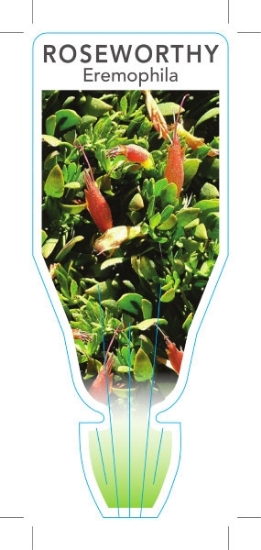 Picture of EREMOPHILA GLABRA PROSTRATE ROSEWORTHY FORM                                                                                                           