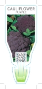 Picture of VEGETABLE CAULIFLOWER PURPLE (Brassica botrytis)                                                                                                      