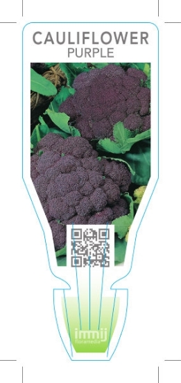 Picture of VEGETABLE CAULIFLOWER PURPLE (Brassica botrytis)                                                                                                      