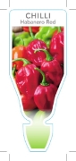 Picture of VEGETABLE CHILLI HABANERO RED (Capsicum annuum)                                                                                                       