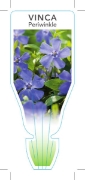 Picture of VINCA MINOR PERIWINKLE                                                                                                                                