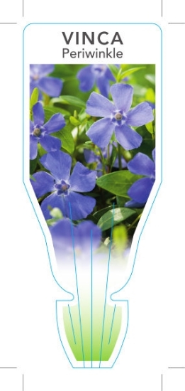 Picture of VINCA MINOR PERIWINKLE                                                                                                                                