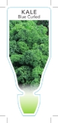 Picture of **VEGETABLE KALE BLUE CURLED (Brassica oleracea)                                                                                                      