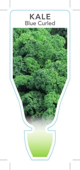 Picture of **VEGETABLE KALE BLUE CURLED (Brassica oleracea)                                                                                                      