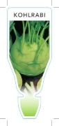 Picture of VEGETABLE KOHLRABI (Brassica oleracea)                                                                                                                