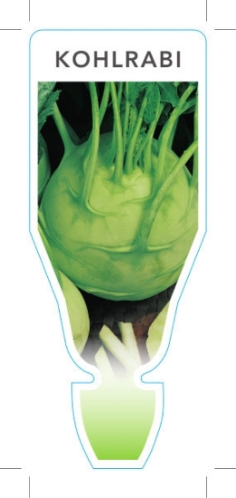 Picture of VEGETABLE KOHLRABI (Brassica oleracea)                                                                                                                